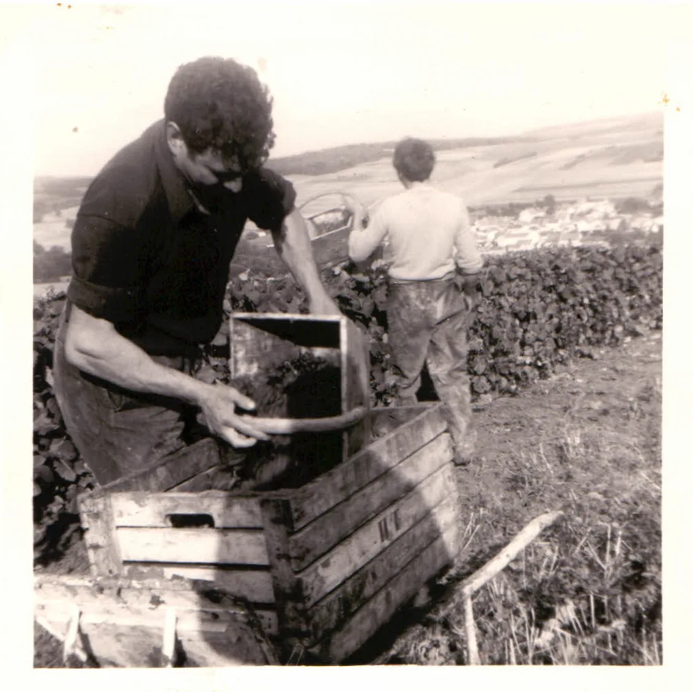 Vendanges d'époque