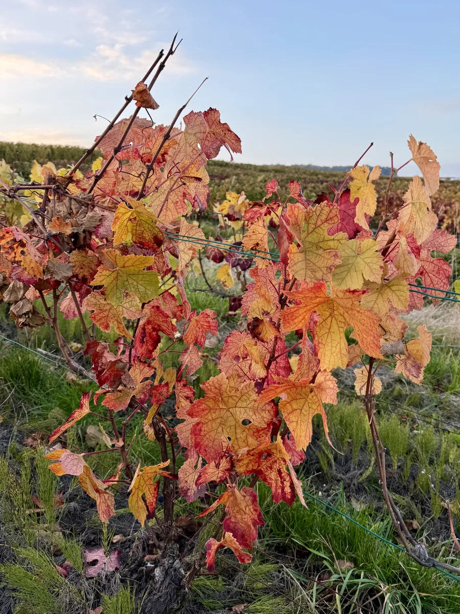 Vigne en automne