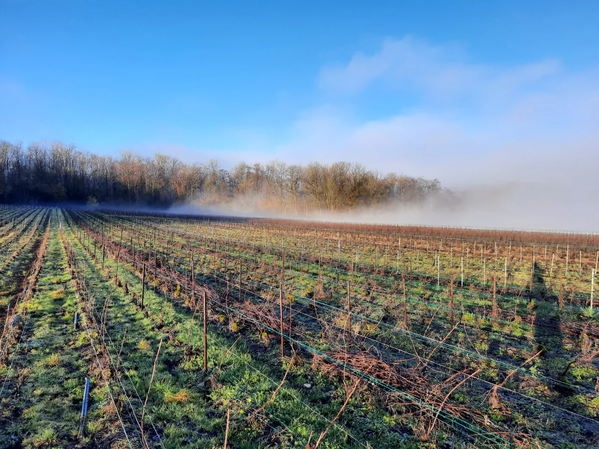 Vignoble dans la brume hivernale