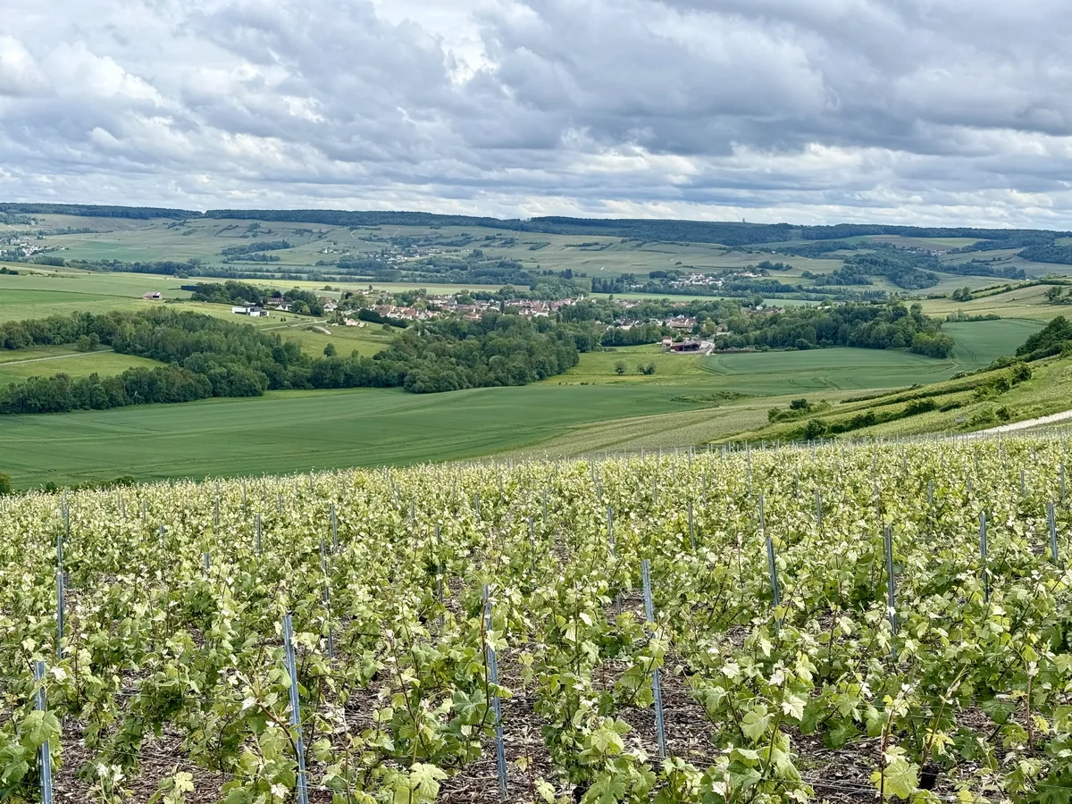 Panorama du vignoble et village