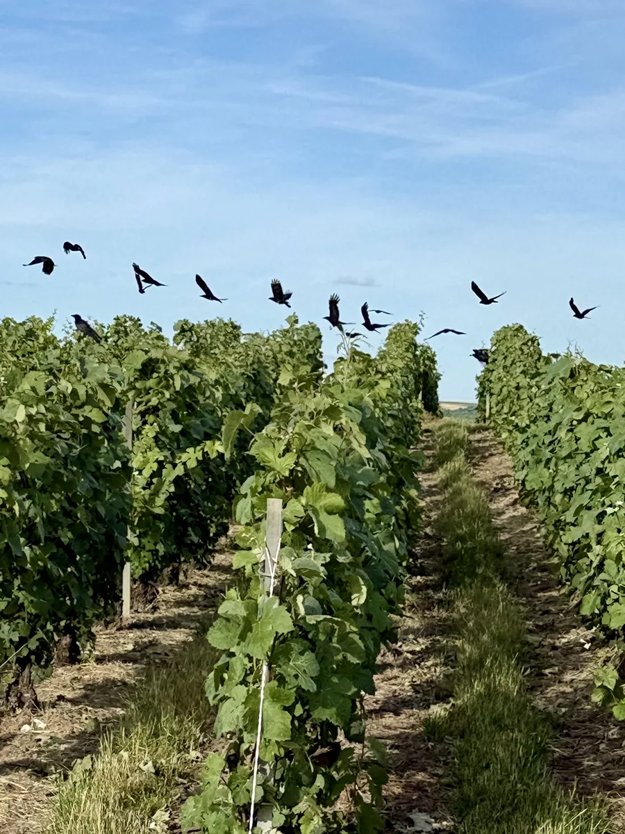 Biodiversité dans les vignes