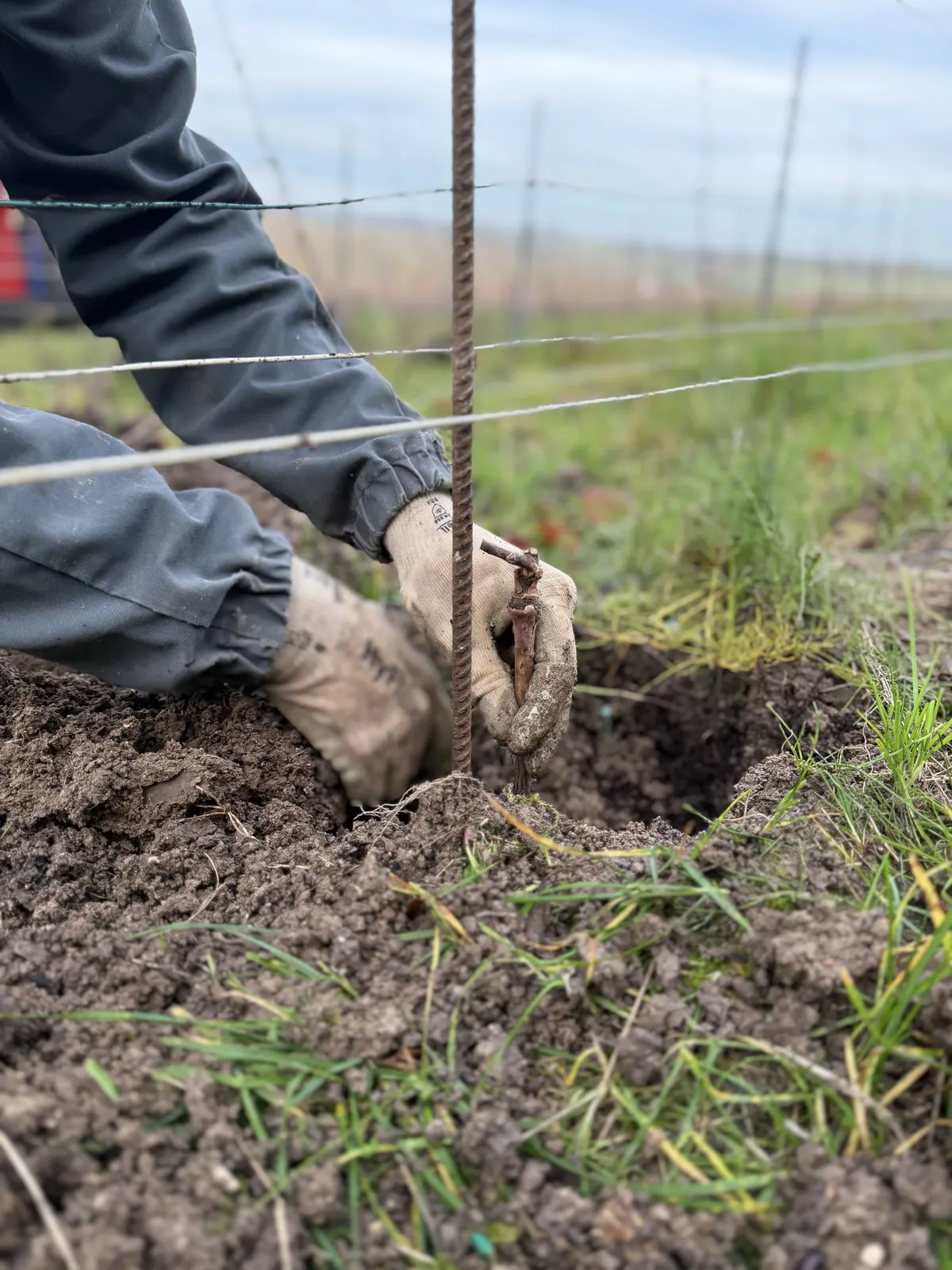 Plantation de ceps