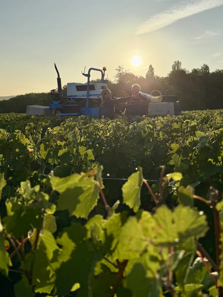 Vendanges dans la vallée de la Semoigne